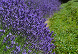 Fototapeta Lawenda - lawenda wąskolistna - lavender - Lavandula angustifolia