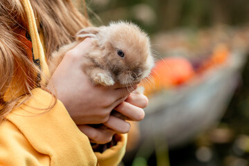 Wall Mural - Fluffy little fox rabbit in children's hands on an autumn background