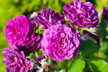 Fotomurales - Purple roses in a garden on a sunny day, close up photo