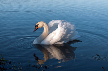 Wall Mural - A white majestic swan floats in front of a wave of water. Young swan in the middle of the water. Drops on a wet head.