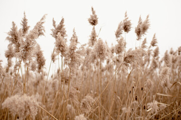  Field of Pampas Grass with Sky