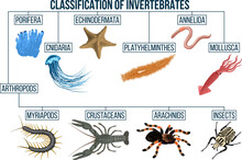 Classification Of Invertebrates Animals. Insect,  Arachnids, Crustaceans, Myriapods, Mollusca. Education Diagram Of Biology.