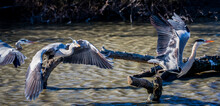 Grey Herons Taking Flight