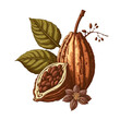 Cocoa bean isolated on a white background. Hand drawn, watercolors created with generative Ai technologies