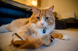 Orange tabby cat laying with feathered mouse toy
