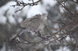 © Tricia - Pigeons perched on an apple tree, waiting out the flurry of snow and harsh wind.