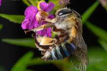 Close-up Blue Banded Bee Pollinating On Purple Flower