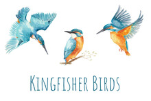 Kingfisher Bird Set. Hand-drawn Watercolor Illustration. Turquoise And Orange Colors.