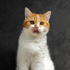 Wall Mural - Ginger cat licking lips waiting for food. Scottish fold kitten looking something on black background.Hungry orange cat with copy space.