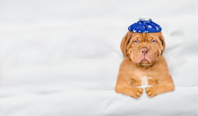 Aufkleber - Unhappy sick mastiff puppy with ice bag or ice pack on it head lying on a bed at home. Top down view. Empty space for text