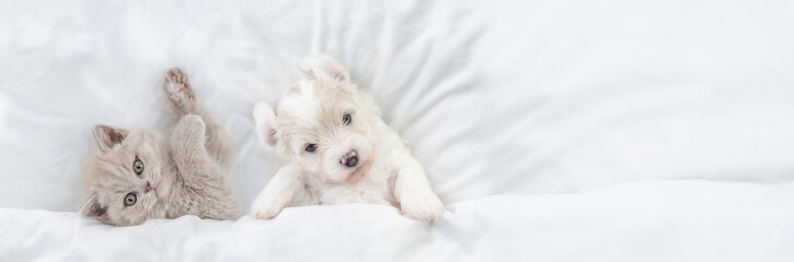 Aufkleber - Cute kitten and tiny Bichon Frise puppy lying together under  white blanket on a bed at home. Top down view. Empty space for text