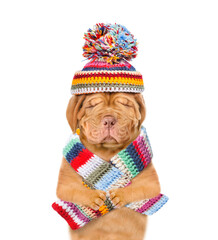 Poster - Unhappy frozen puppy wearing a warm winter hat with pompon and scarf looking at camera. isolated on white background