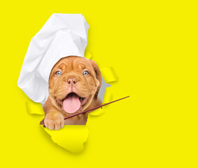 Poster - Happy puppy wearing a chef's hat looks through a hole in yellow paper points away on empty space