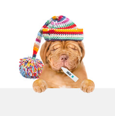 Poster - Sad puppy wearing warm hat holds thermometer in it mouth above empty white banner. isolated on white background