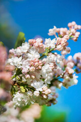 Poster - pink lilac in the garden