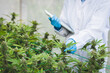 © Tinnakorn - Researchers use hand to hold or examine cannabis plants in the greenhouse for medical research. Marijuana Sativa research concept. CBD oil, Herbal medicine