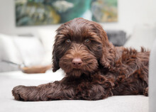 Cute Puppy Lying On Sofa While Looking At Camera. Fluffy Brown Puppy Dog Taking A Break From Playing In The Living Room. 2 Months Old Female Chocolate Labradoodle Dog. Selective Focus.