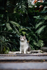 Wall Mural - Scottish fold cat standing in the garden with green grass.Tabby cat looking at something with sunset.Cute cat on blurred of green background.