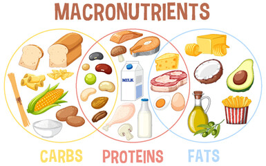 Wall Mural - main food groups macronutrients vector