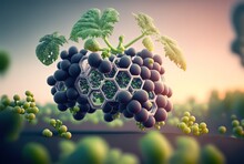 Purple Grape Grow In Hi-tech Controlling Environment With Bright Light In Research And Experiment Theme, Concept For Future Agricultural, Vertical Farming, High- Tech Garden Tools, Hydroponic Gardens,
