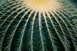 © Vera Kuttelvaserova - cactus (echinocactus) in the detail select focus, art picture of plant, macro photography of a plant with a small depth of field