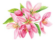 © Hanna - Blossoms apple tree. Flowers hand-drawn watercolor, pink floral botanical illustration