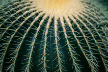 Cactus (echinocactus) In The Detail Select Focus, Art Picture Of Plant, Macro Photography Of A Plant With A Small Depth Of Field
