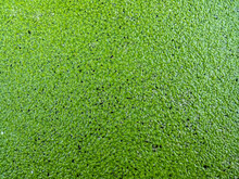 Seamless Texture Of Green Duckweed In A Calm Pond
