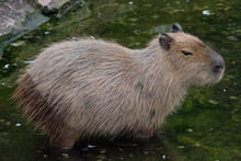 Capybara On Lake