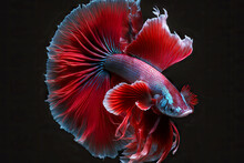 Exotic Betta Fish With Red Scales And Fins And Black Eyes