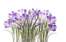 Purple Crocus Flowers, Isolated On Transparent Background