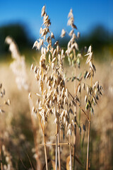 Poster - oats growing in the field