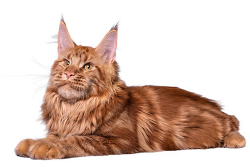 Wall Mural - A big red maine coon cat sitting in studio on white background, isolated.