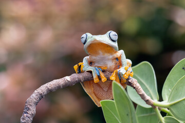 Wall Mural - Tree frog on branch, Gliding frog (Rhacophorus reinwardtii) sitting on branch