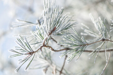  Beautiful pine branches in hoarfrost in the sunlight on a frosty morning