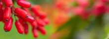 Banner With Red Berries Of Barberry On A Bush Branch Close-up. Barberry Bush In The Autumn Garden.