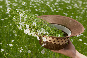 Wall Mural - A woman's hand holds a brown linen hat with flowering flax plants