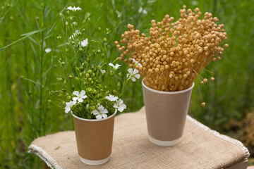 Wall Mural - There are two cardboard cups on linen fabric, in one dry flax, in the other green flowering plants