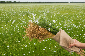 A woman's hand holds two bouquets of flax, a dry bouquet and a bouquet of green plants