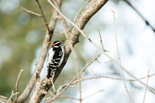 Rear View Of A Downy Woodpecker On A Tree