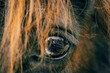 Pferd / Auge / Detail