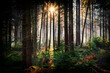 Morning sunlight illuminates the forest floor