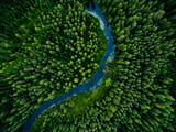 Aerial view of green grass forest with tall pine trees and blue bendy river flowing through the forest