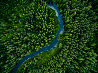 aerial view of green grass forest with tall pine trees and blue bendy river flowing through the fore