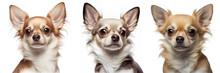  Chihuahua On White Background. Generative AI