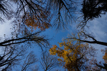 Looking Up At Bare Trees And Autumn Color Leaves With Blue Sky