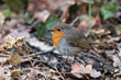 European robin on the ground in the winter