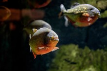 Red Piranha Or Coicoa (Pygocentrus Nattereri) Fish Swimming In Fresh Water Among Other Specimens Of Its Species.