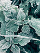 first frost on green nettle, view from above