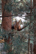 Squirrel on tree branch in the forest. Cute little squirrel sitting tree branch. Beautiful fluffy squirrel in park